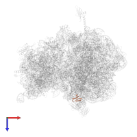 Large ribosomal subunit protein bL36 in PDB entry 4v8i, assembly 2, top view.