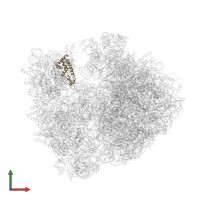Small ribosomal subunit protein uS7 in PDB entry 4v8i, assembly 2, front view.