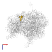 Small ribosomal subunit protein uS11 in PDB entry 4v8n, assembly 1, top view.