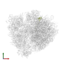 Large ribosomal subunit protein bL27 in PDB entry 4v8n, assembly 1, front view.