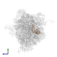 Small ribosomal subunit protein uS2 in PDB entry 4v8n, assembly 1, side view.