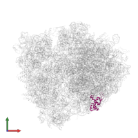 Large ribosomal subunit protein bL17 in PDB entry 4v8n, assembly 1, front view.