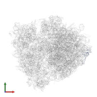 Large ribosomal subunit protein uL24 in PDB entry 4v8n, assembly 1, front view.