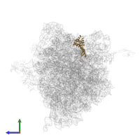 Small ribosomal subunit protein uS7 in PDB entry 4v8n, assembly 1, side view.