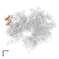 Small ribosomal subunit protein uS2 in PDB entry 4v8o, assembly 1, top view.