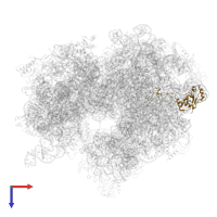 Large ribosomal subunit protein uL4 in PDB entry 4v8o, assembly 1, top view.