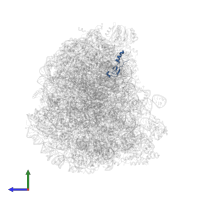 Ubiquitin-ribosomal protein eL40 fusion protein in PDB entry 4v8p, assembly 1, side view.