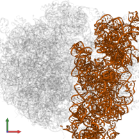 16S ribosomal RNA in PDB entry 4v8q, assembly 1, front view.