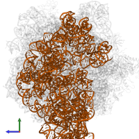 16S ribosomal RNA in PDB entry 4v8q, assembly 1, side view.