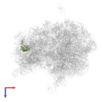 Small ribosomal subunit protein uS5 in PDB entry 4v8x, assembly 1, top view.