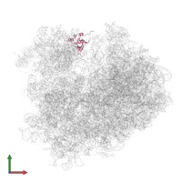Small ribosomal subunit protein uS19 in PDB entry 4v8z, assembly 1, front view.