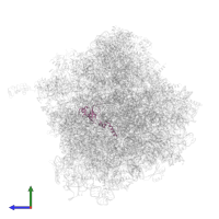 Small ribosomal subunit protein uS12A in PDB entry 4v8z, assembly 1, side view.