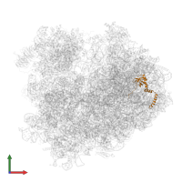 Large ribosomal subunit protein eL14B in PDB entry 4v8z, assembly 1, front view.