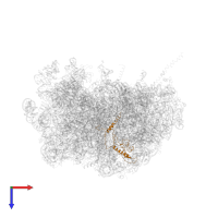 EL13 in PDB entry 4v91, assembly 1, top view.