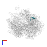 Large ribosomal subunit protein uL13 in PDB entry 4v9j, assembly 1, top view.