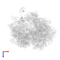 Large ribosomal subunit protein bL12 in PDB entry 4v9j, assembly 1, top view.