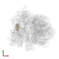 Small ribosomal subunit protein uS8 in PDB entry 4v9k, assembly 1, front view.