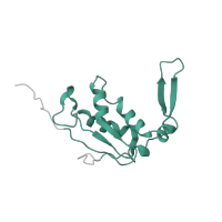 The deposited structure of PDB entry 4v9l contains 2 copies of Pfam domain PF00572 (Ribosomal protein L13) in Large ribosomal subunit protein uL13. Showing 1 copy in chain GA [auth BN].