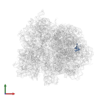 Large ribosomal subunit protein uL23 in PDB entry 4v9l, assembly 1, front view.