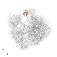 Large ribosomal subunit protein uL5 in PDB entry 4v9r, assembly 2, front view.