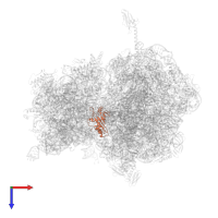 Large ribosomal subunit protein uL5 in PDB entry 4v9r, assembly 2, top view.