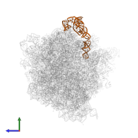 5S ribosomal RNA in PDB entry 4w2e, assembly 1, side view.
