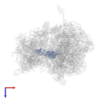 P-site tRNA in PDB entry 4w2h, assembly 2, top view.