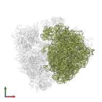 23S ribosomal RNA in PDB entry 4w2h, assembly 2, front view.