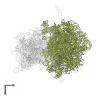 23S ribosomal RNA in PDB entry 4w2h, assembly 2, top view.