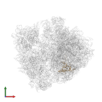 Large ribosomal subunit protein uL3 in PDB entry 4w2h, assembly 2, front view.