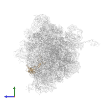 Large ribosomal subunit protein uL3 in PDB entry 4w2h, assembly 2, side view.