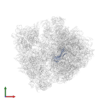 50S Ribosomal Protein L6 in PDB entry 4w2h, assembly 2, front view.