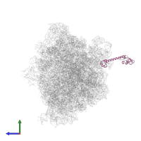 Large ribosomal subunit protein bL9 in PDB entry 4w2h, assembly 2, side view.