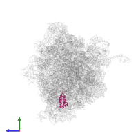 Large ribosomal subunit protein bL17 in PDB entry 4w2h, assembly 2, side view.