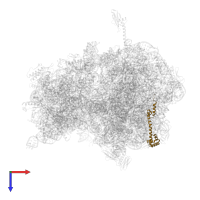 Large ribosomal subunit protein bL20 in PDB entry 4w2h, assembly 2, top view.