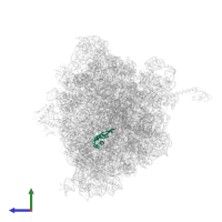 Large ribosomal subunit protein uL22 in PDB entry 4w2h, assembly 2, side view.