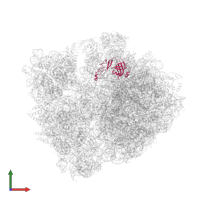 Large ribosomal subunit protein bL25 in PDB entry 4w2h, assembly 2, front view.