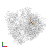 Large ribosomal subunit protein bL28 in PDB entry 4w2h, assembly 2, front view.