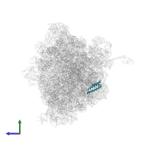 Large ribosomal subunit protein uL29 in PDB entry 4w2h, assembly 2, side view.