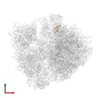 Large ribosomal subunit protein bL33 in PDB entry 4w2h, assembly 2, front view.