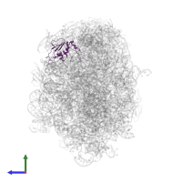 Large ribosomal subunit protein uL13 in PDB entry 4wfb, assembly 1, side view.