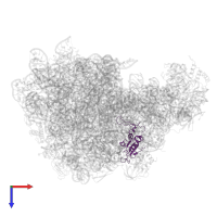 Large ribosomal subunit protein uL13 in PDB entry 4wfb, assembly 1, top view.