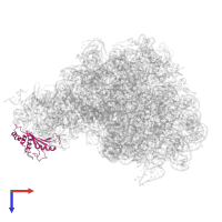 Large ribosomal subunit protein uL5 in PDB entry 4wfn, assembly 1, top view.