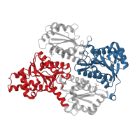 The deposited structure of PDB entry 4wl0 contains 8 copies of CATH domain 3.40.50.450 (Rossmann fold) in ATP-dependent 6-phosphofructokinase, platelet type. Showing 2 copies in chain B.