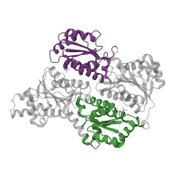 The deposited structure of PDB entry 4wl0 contains 8 copies of CATH domain 3.40.50.460 (Rossmann fold) in ATP-dependent 6-phosphofructokinase, platelet type. Showing 2 copies in chain B.