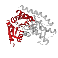 The deposited structure of PDB entry 4wlo contains 4 copies of CATH domain 3.40.50.720 (Rossmann fold) in Malate dehydrogenase, mitochondrial. Showing 1 copy in chain A.