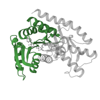 The deposited structure of PDB entry 4wlo contains 4 copies of Pfam domain PF00056 (lactate/malate dehydrogenase, NAD binding domain) in Malate dehydrogenase, mitochondrial. Showing 1 copy in chain A.