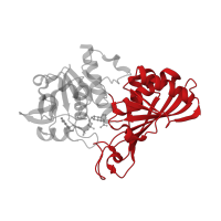 The deposited structure of PDB entry 4wnc contains 8 copies of CATH domain 3.30.360.10 (Dihydrodipicolinate Reductase; domain 2) in Glyceraldehyde-3-phosphate dehydrogenase. Showing 1 copy in chain B [auth A].