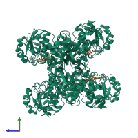 Homo tetrameric assembly 1 of PDB entry 4wni coloured by chemically distinct molecules, side view.