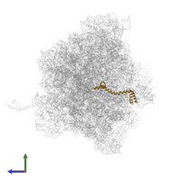 Large ribosomal subunit protein bL20 in PDB entry 4wq1, assembly 2, side view.